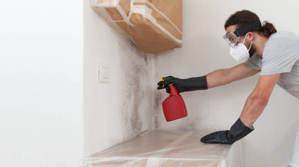 Professional Black Mold Remediation technician working in Owings, MD