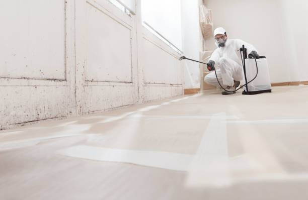 24/7 Emergency Black Mold Remediation experts in Owings, MD