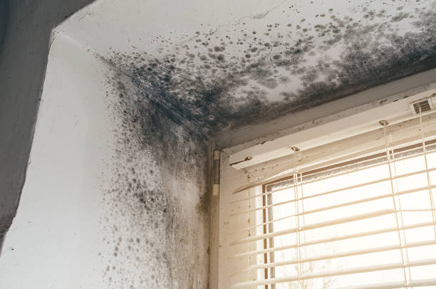Affordable Black Mold Remediation solutions in Owings, MD