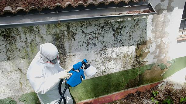 Top rated local Black Mold Remediation specialists in Owings, MD